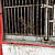 Les babouins vivent dans des cages qui ne sont pas aux normes. © La Fondation 30 Millions d'Amis