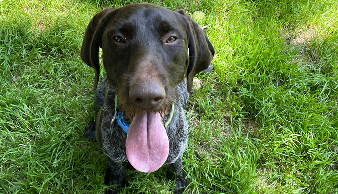 Gipsy vivait constamment attaché à un pied de table