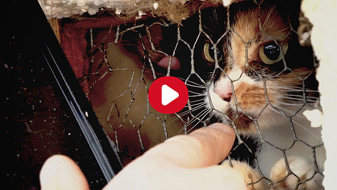 Vidéo du triple sauvetage en Haute-Saône : la détresse d’animaux enfermés