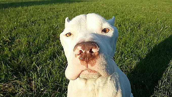 Adorable molosse sauvé de la maltraitance cherche famille d'accueil aux petits soins. Partagez l'info !