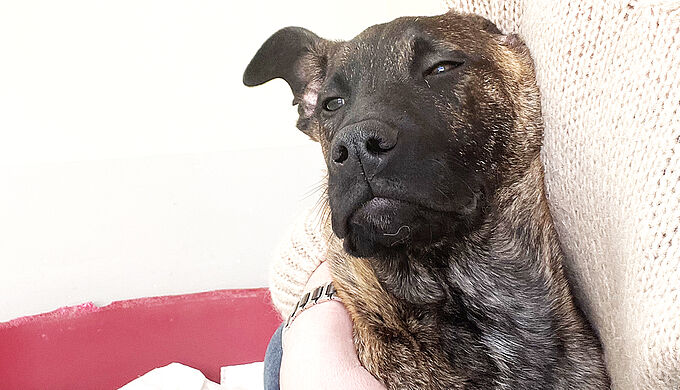 La Fondation 30 Millions d’Amis recueille un chiot jeté d’une voiture en marche !