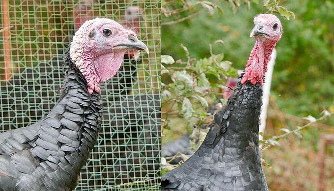 Surprenant mais vrai, les dindons aussi sont à adopter 