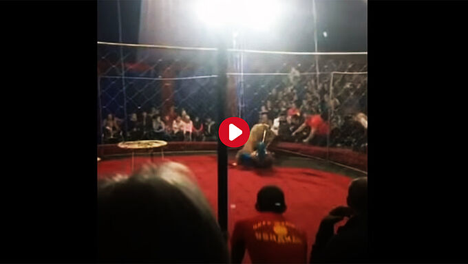 Russie : une lionne lacère le visage d'une fillette dans un cirque