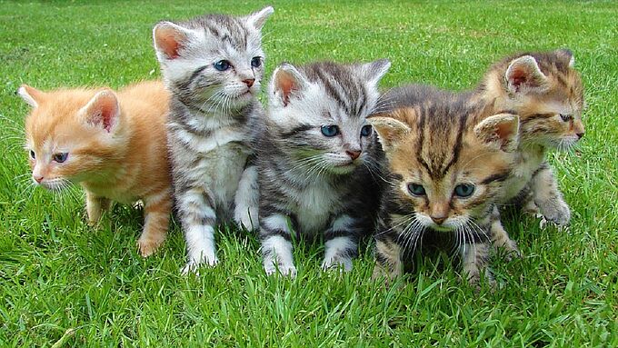 3 mois de prison avec sursis... pour avoir torturé 6 chatons !