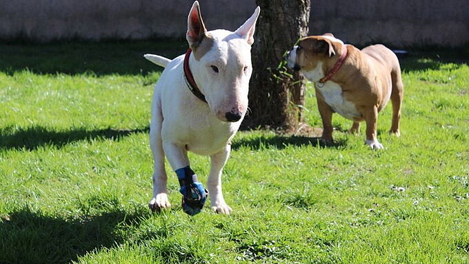 Solidarité : Cet adorable Bull-Terrier à 3 pattes va bénéficier d'une prothèse Made In France !