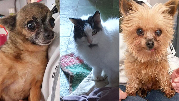 Sauvetage de 13 chats et 7 chiens en détresse après le décès de leur maîtresse