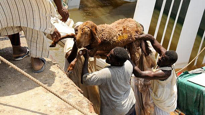 15.000 moutons noyés après le naufrage d'un navire. NON au transport d’animaux vivants