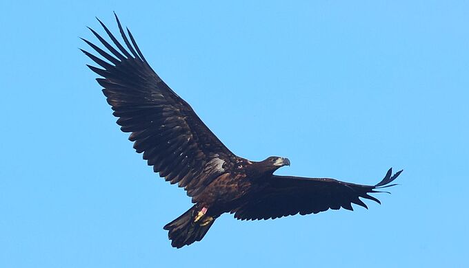 Un nouvel aigle rare abattu en Isère !