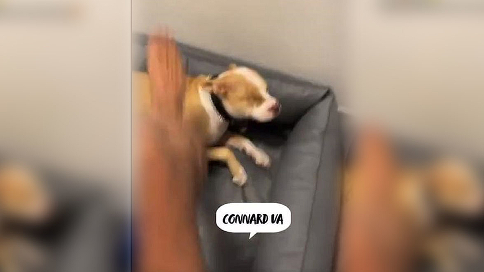 csm Timal Snapchat eeecb0ccf1 Le rappeur Timal se filme en train de frapper son chien, la Fondation 30 Millions d’Amis porte plainte