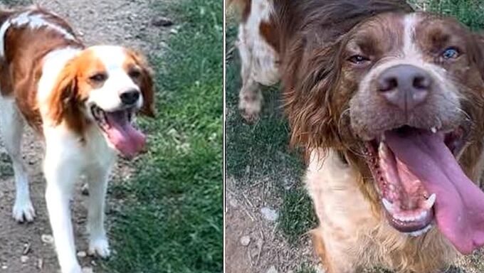 La Fondation 30 Millions d’Amis sauve 4 chiens constamment à l’attache