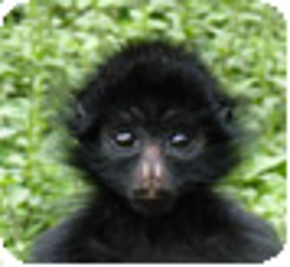 Première réintroduction de singes atèles au Pérou