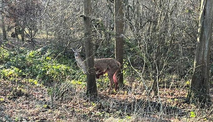 Une biche abattue aux portes d’un centre équestre dans l’Oise