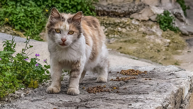 Les mairies aussi doivent agir pour stériliser les chats errants