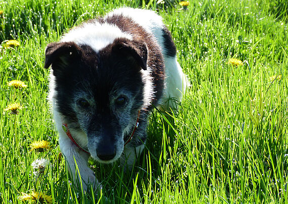 Gribouille, 17 ans, adopté !