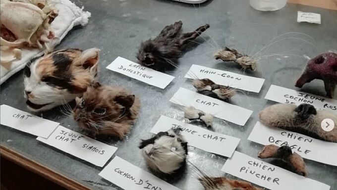 Les images glaçantes d’un marché noir de cadavres de chiens et chats