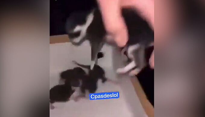 Un adolescent filmé jetant des chatons par-dessus un pont