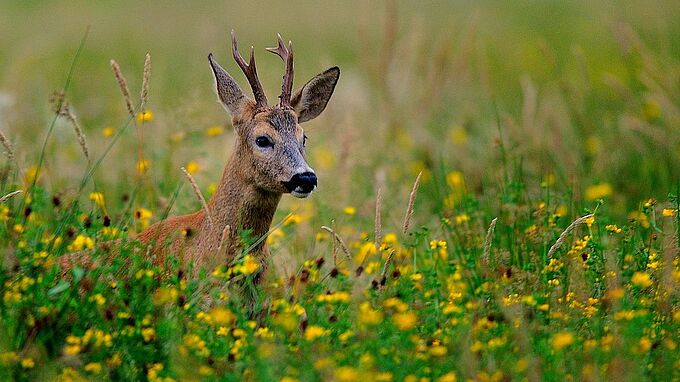 « Pourquoi j’ai arrêté la chasse » : témoignage sans concession !