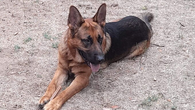 Olaf, un Berger allemand de 20 mois, tué avec une arme de chasse ! La Fondation 30 Millions d’Amis sera partie civile