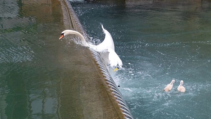 À Annecy, un barrage flottant pour sauver les cygnes