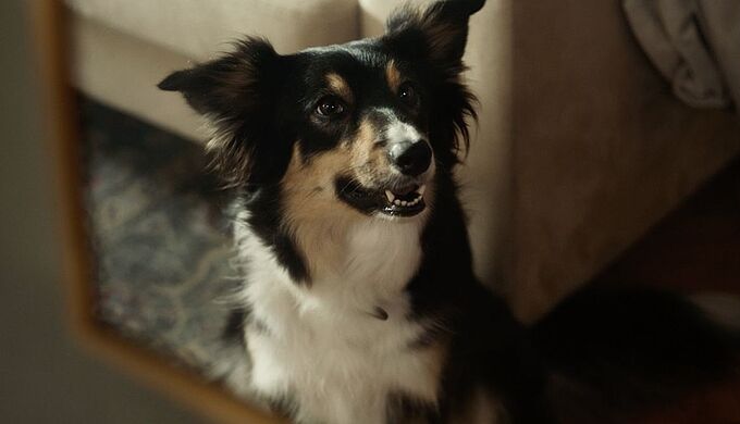 Jour après jour, luttons contre la maltraitance animale