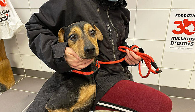 7 chiens mourants de faim et de soif, secourus par la Fondation 30 Millions d’Amis