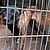 10 chiens de type berger ont été pris en charge. © Fondation 30 Millions d'Amis 