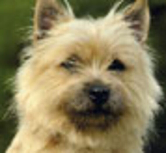 Cairn Terrier