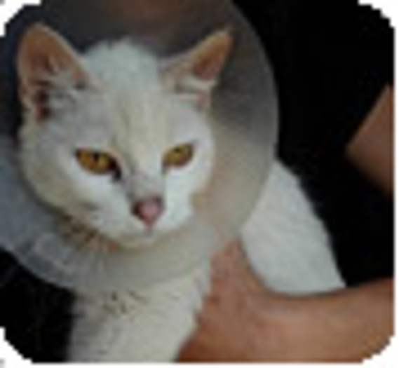 La Fondation finance l'opération d'un chat blessé