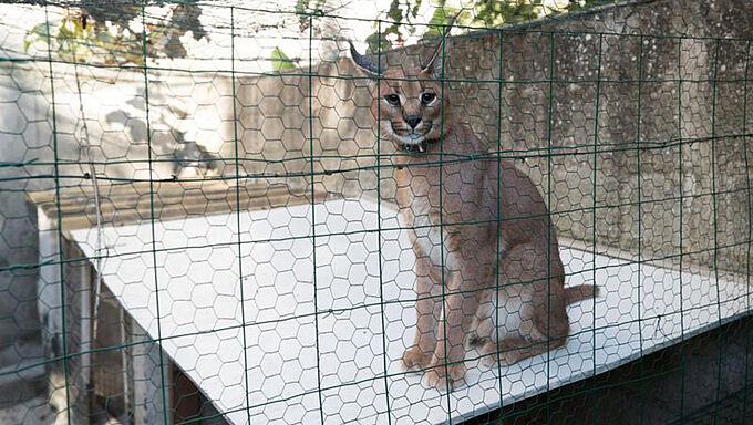 Un caracal sauvé dans un appartement en banlieue parisienne
