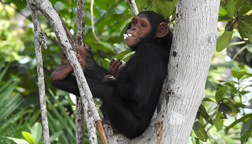Les chimpanzés passent presque la moitié de leur temps à se nourrir. © Help Congo
