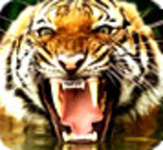 Le tigre, une espèce menacée d'extinction