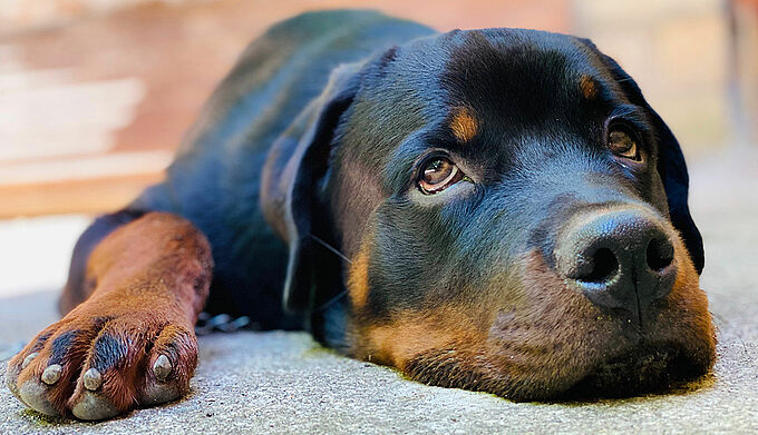 6 mois de prison ferme pour des coups de couteaux à son chien