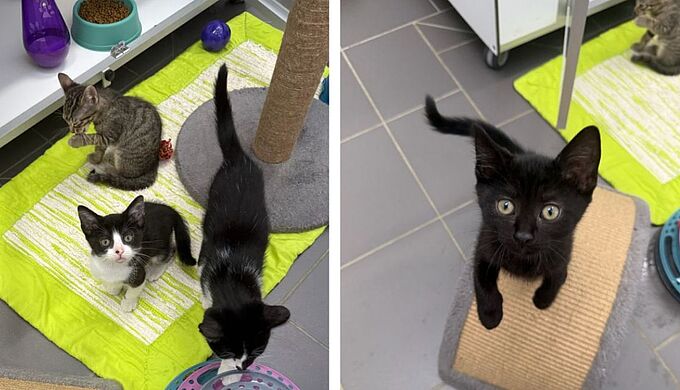 Sept chatons et une chatte adulte recueillis par la Fondation 30 Millions d’Amis