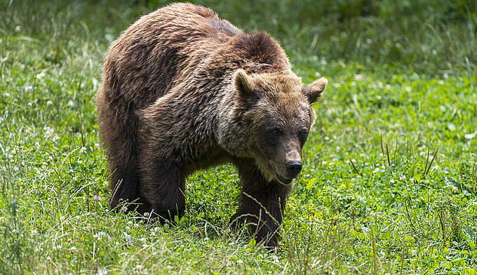 Effarouchement des ours par des tirs non létaux, un procédé à la fois dangereux et inutile