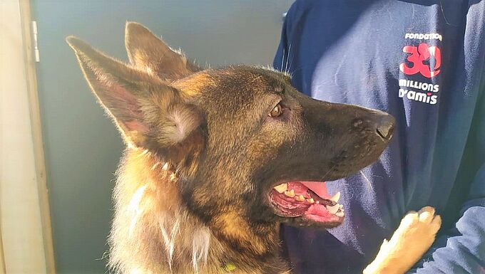 Cette chienne vivait enfermée jour et nuit dans une salle de bain. 30 Millions d'Amis se porte partie civile