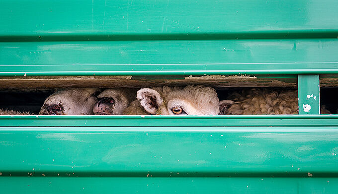 Transports d'animaux vivants : la Fondation 30 Millions d'Amis demande au ministre de l'Agriculture d'agir