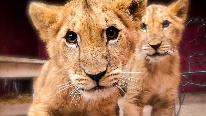 Fin des cirques avec animaux sauvages : l'expertise de 30 Millions d'Amis sera cruciale pour la prise en charge des rescapés