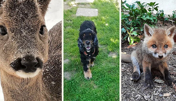 Chiens, renards, chevreuils... 5 récits d'animaux qui vous ont émus en 2021