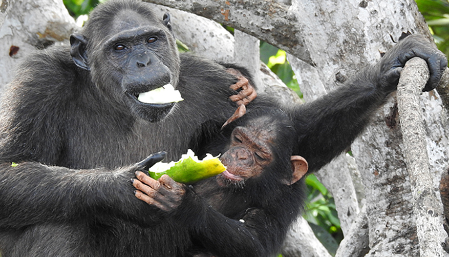 Les mamans nourrissent leur petit en priorité. © Help Congo