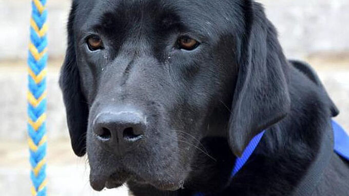 Premier chien d’assistance judiciaire en France, Lol accompagne des personnes victimes ou témoins de violences