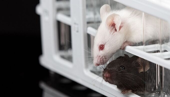 163 souris et 40 rats menacés d’euthanasie proposés à l’adoption