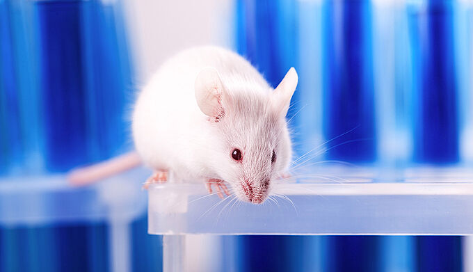 Expérimentation animale : où en est la méthode alternative Valitox ?