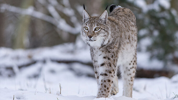 Le lynx boréal, victime de braconnage en France