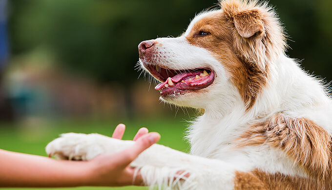 La PPL Animaux adoptée : la Fondation 30 Millions d’Amis salue une étape décisive qui en appelle d'autres à venir