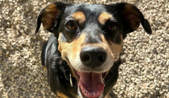 Cette chienne a été abandonnée dans sa maison pendant plusieurs semaines