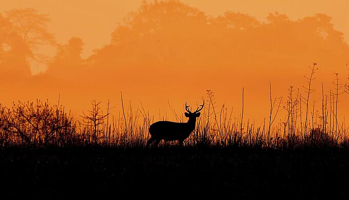 La faune sauvage en proie aux flammes en Gironde