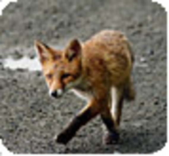 Des renards dans Paris : pas si surprenant ! (Vidéo)