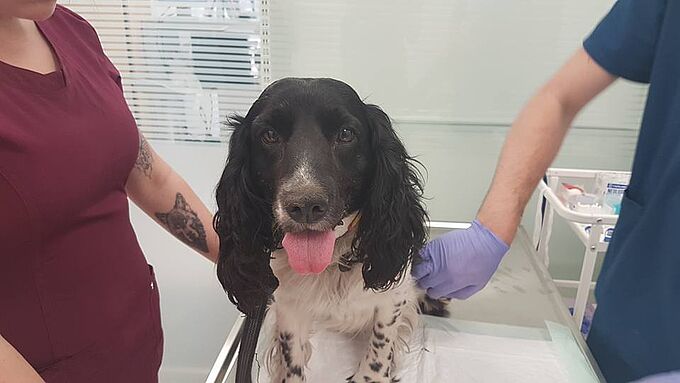 En découvrant ce qu’on a fait à ce chiot, cette femme s’effondre ! 