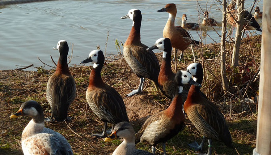 De nombreux canards étaient disséminés dans le parc. © Fondation 30 Millions d'Amis