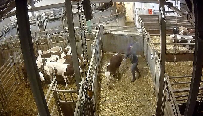 L’horreur dans un abattoir Bigard dénoncée par L214